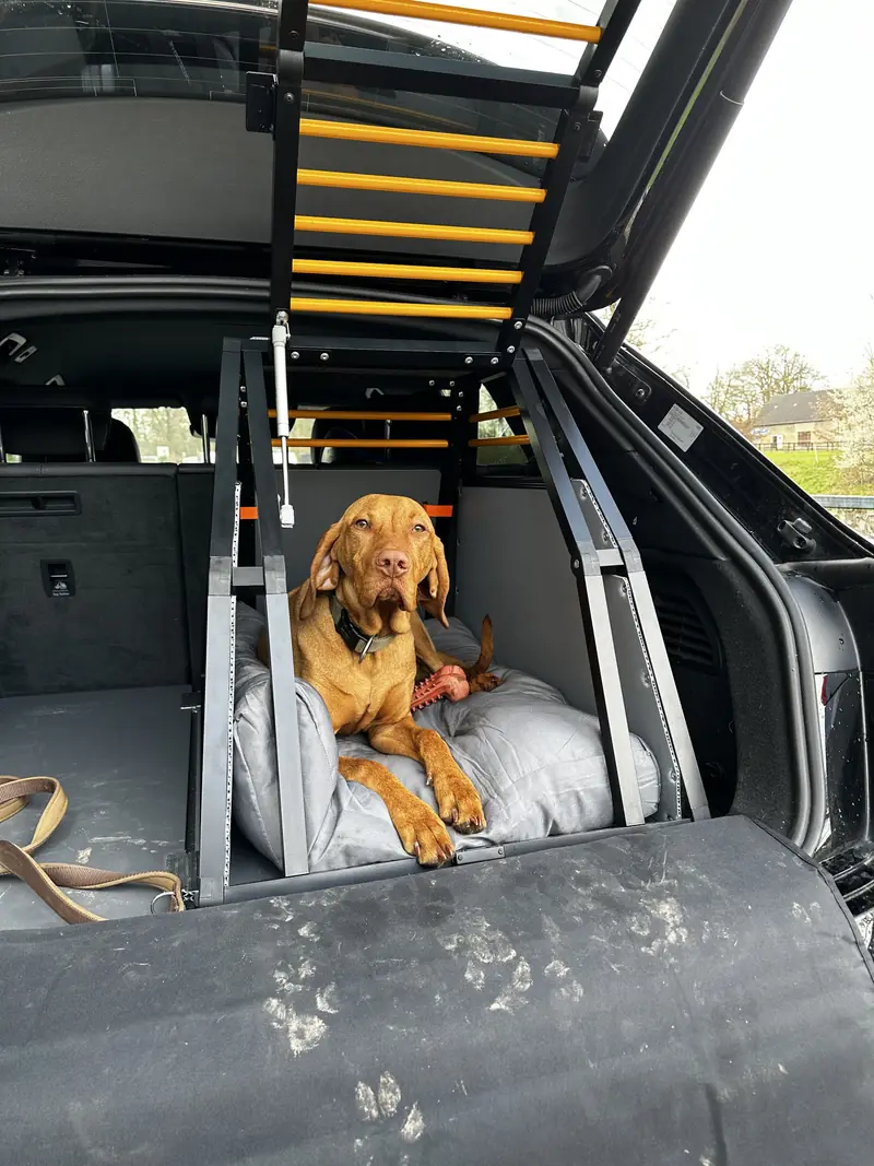 Hund liegt in einer Einzelbox von SSBI im Kofferraum